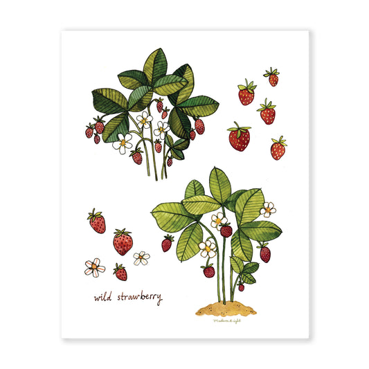 Wild Strawberry Study - Art Print