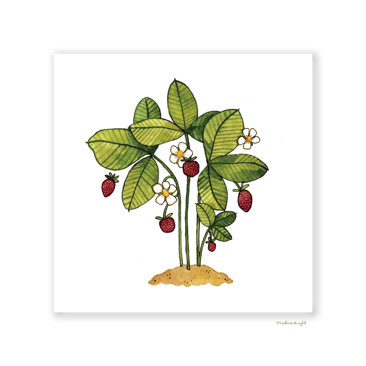 Wild Strawberries (Fragaria Vesca) - Art Print