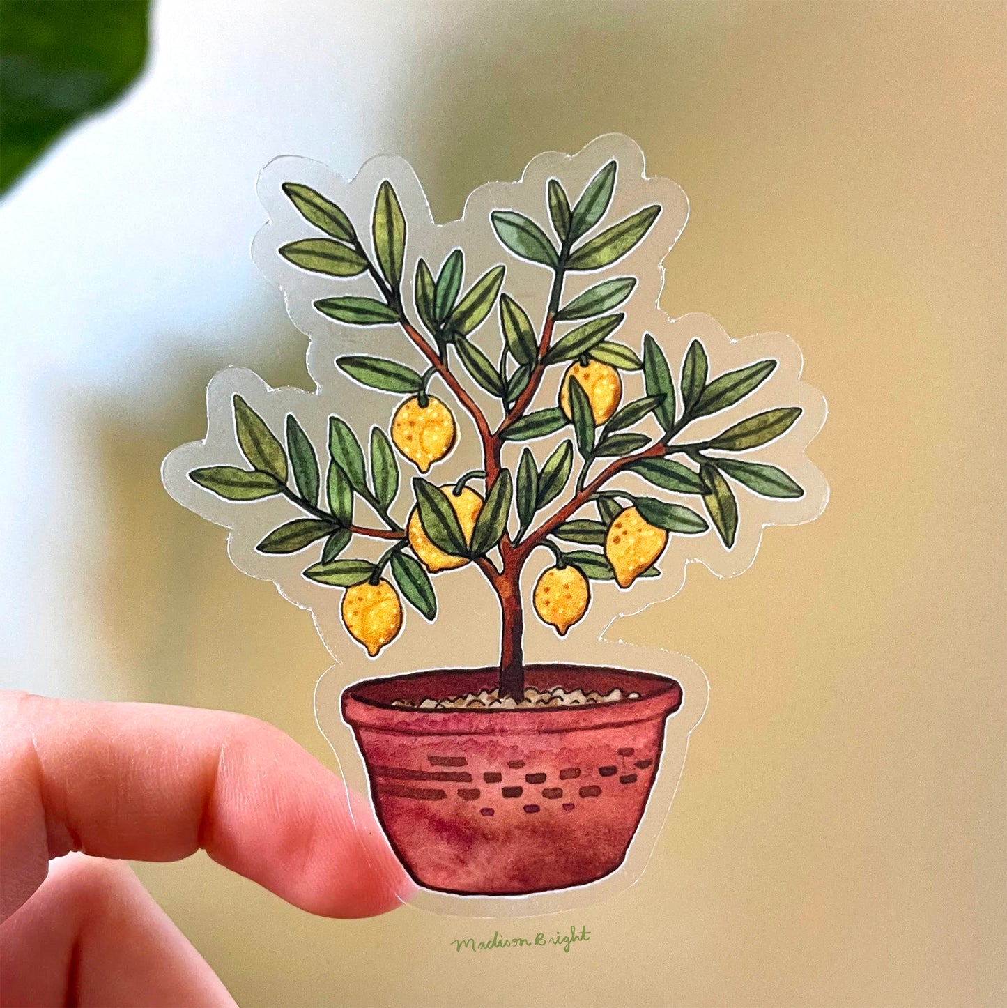 Lemon Tree Sticker Little Lemon Tree - Clear Waterproof Sticker – Maddie and the Moon