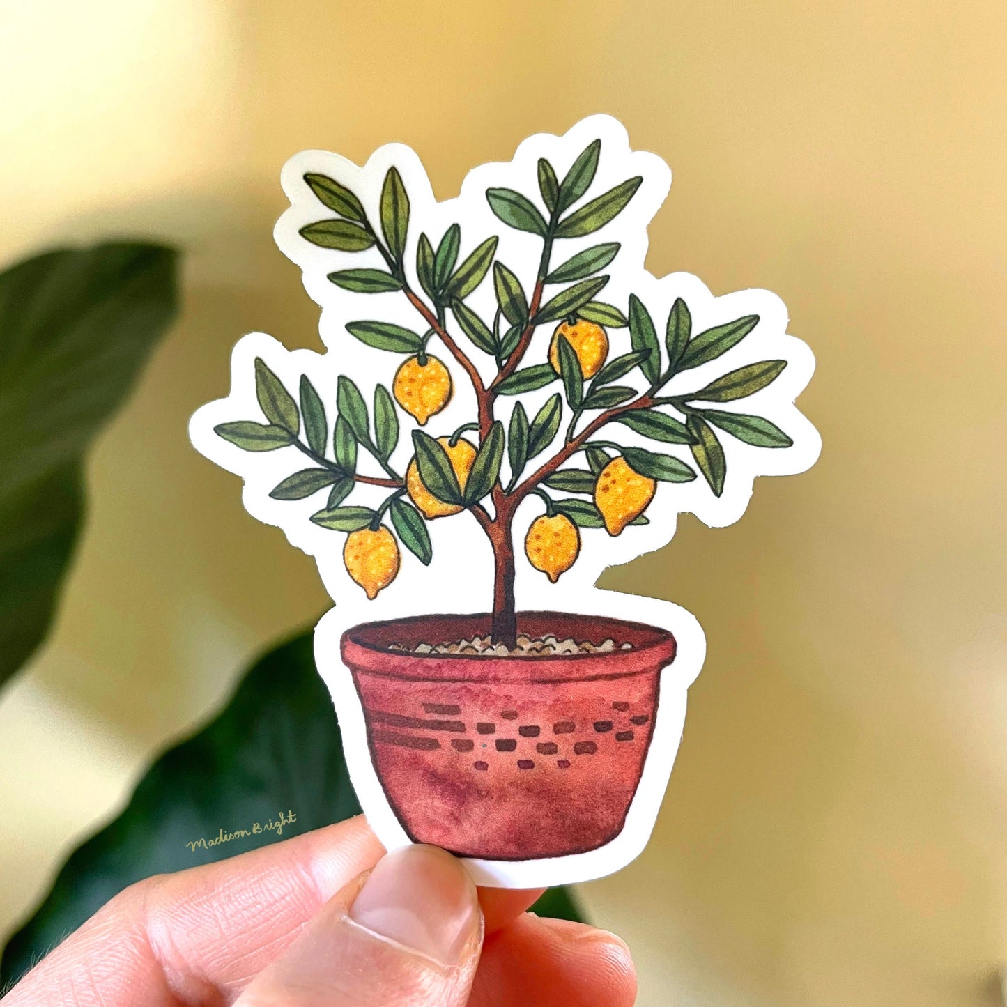 Lemon Tree Sticker Little Lemon Tree - Clear Waterproof Sticker – Maddie and the Moon
