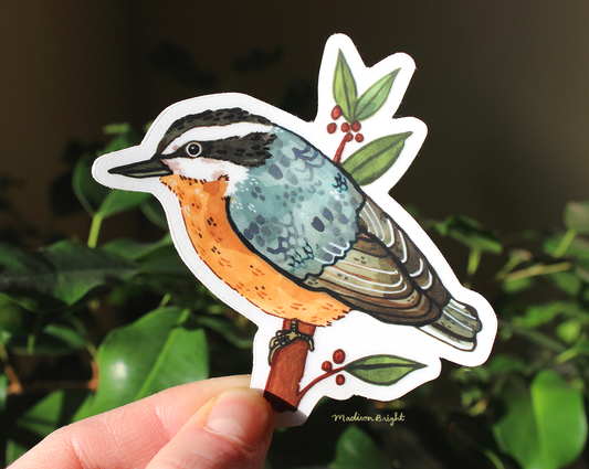 Red-Breasted Nuthatch - Clear Waterproof Sticker